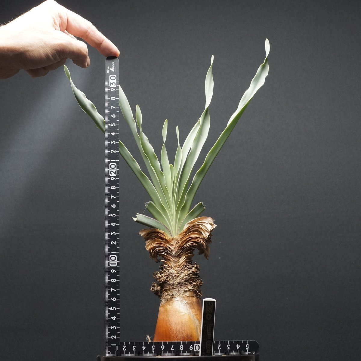 fit=scale-down,w=1200