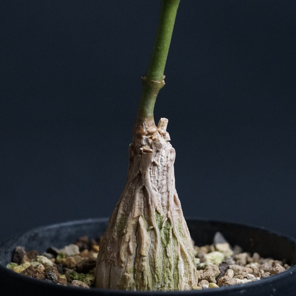 マテ シクロフィラ Matelea cyclophylla 親木