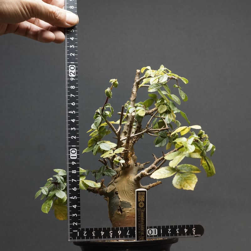 Commiphora kataf var. turkanensis