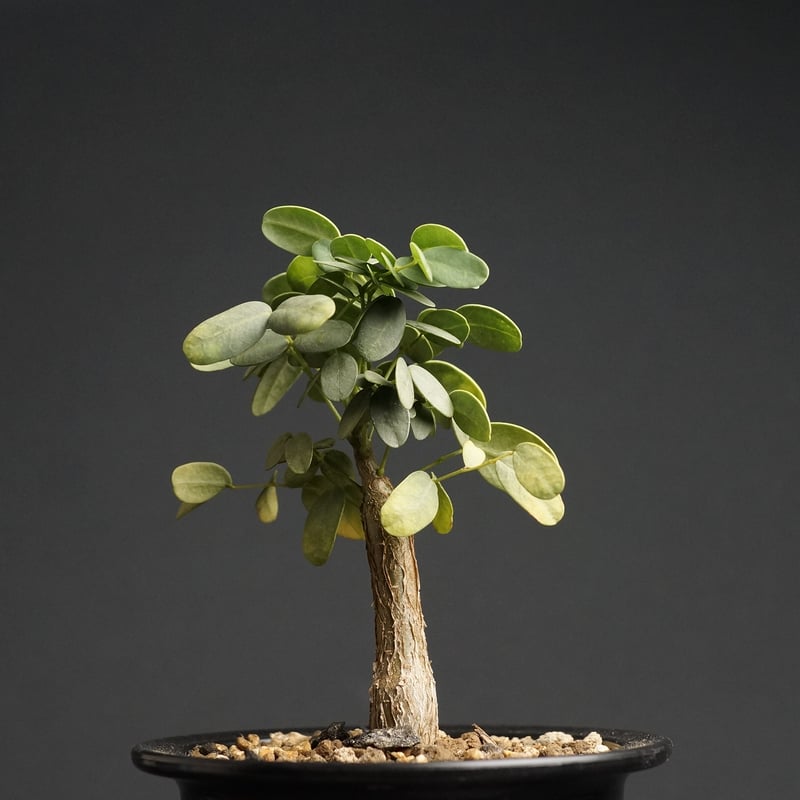 Delonix pumila