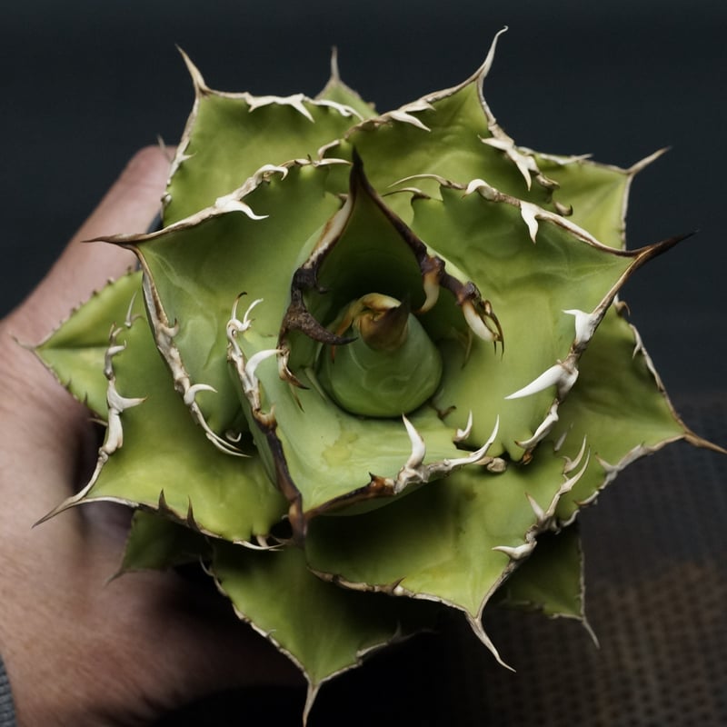 Agave titanota