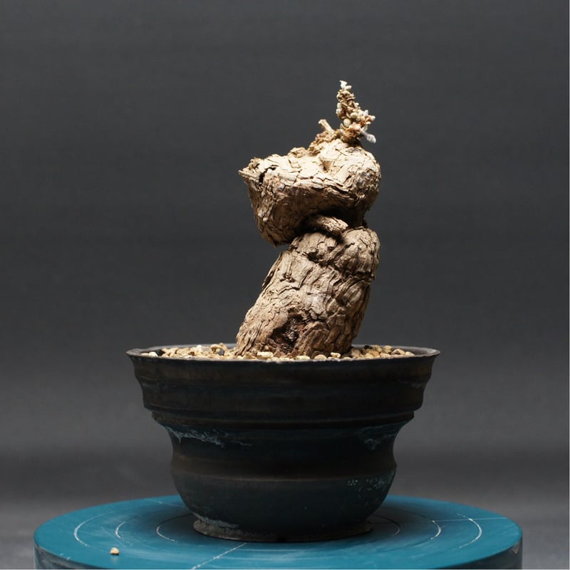 ペラルゴニウム トリステ 