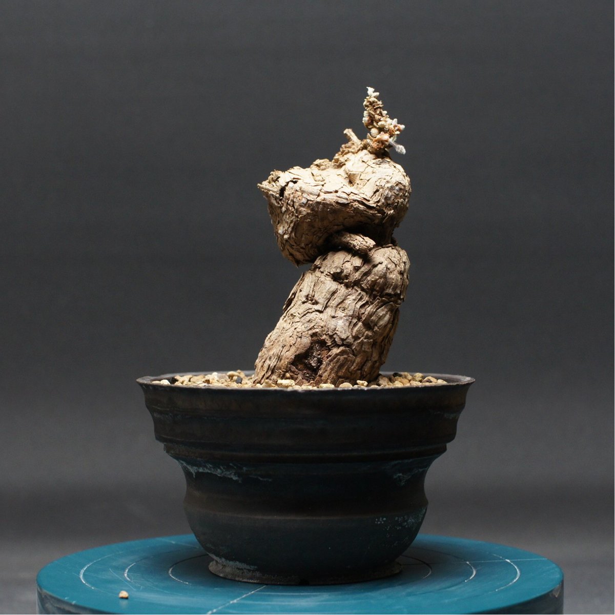 ペラルゴニウム トリステ 