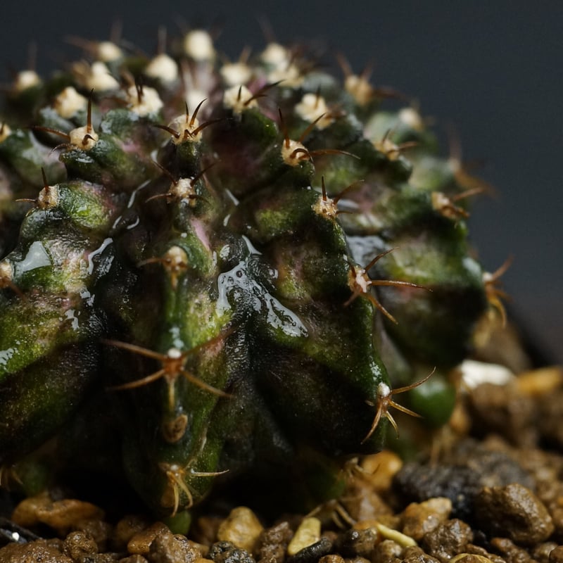 Gymnocalycium