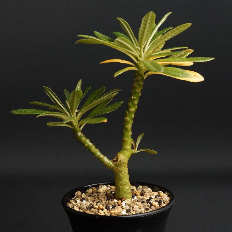Dorstenia gigas
