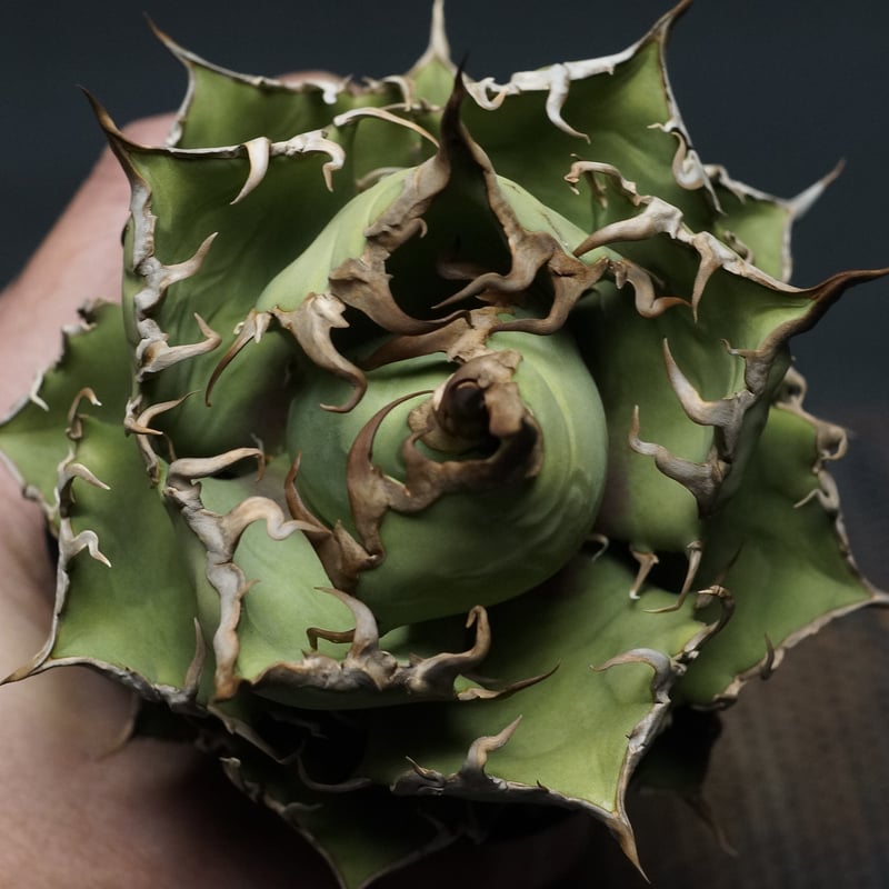 アガベ チタノタ シーザー 2 Agave 悪魔 ブツブツ アガベ チタノタ シーザー 2 Agave 悪魔 ブツブツ - メルカリ
