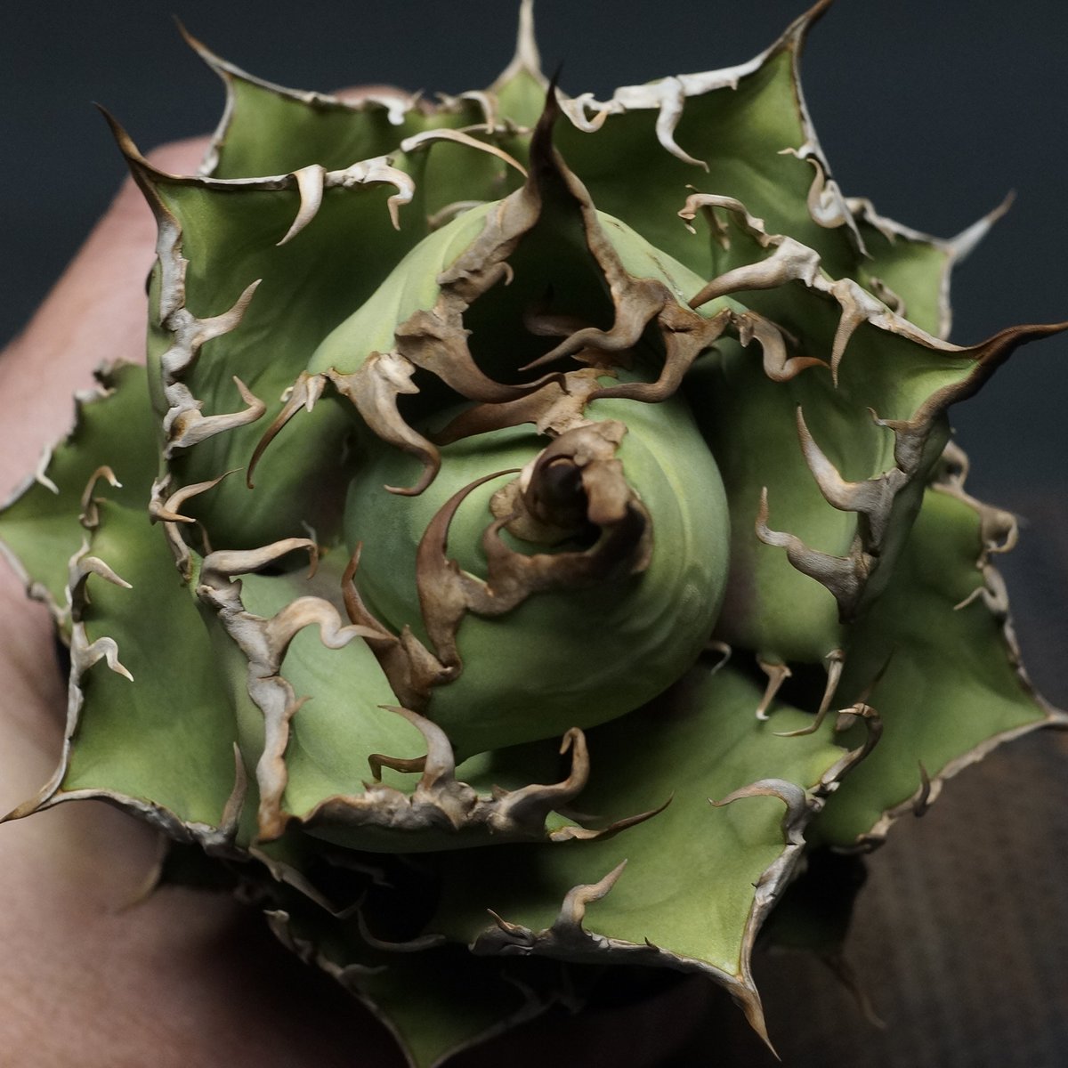 Agave titanota
