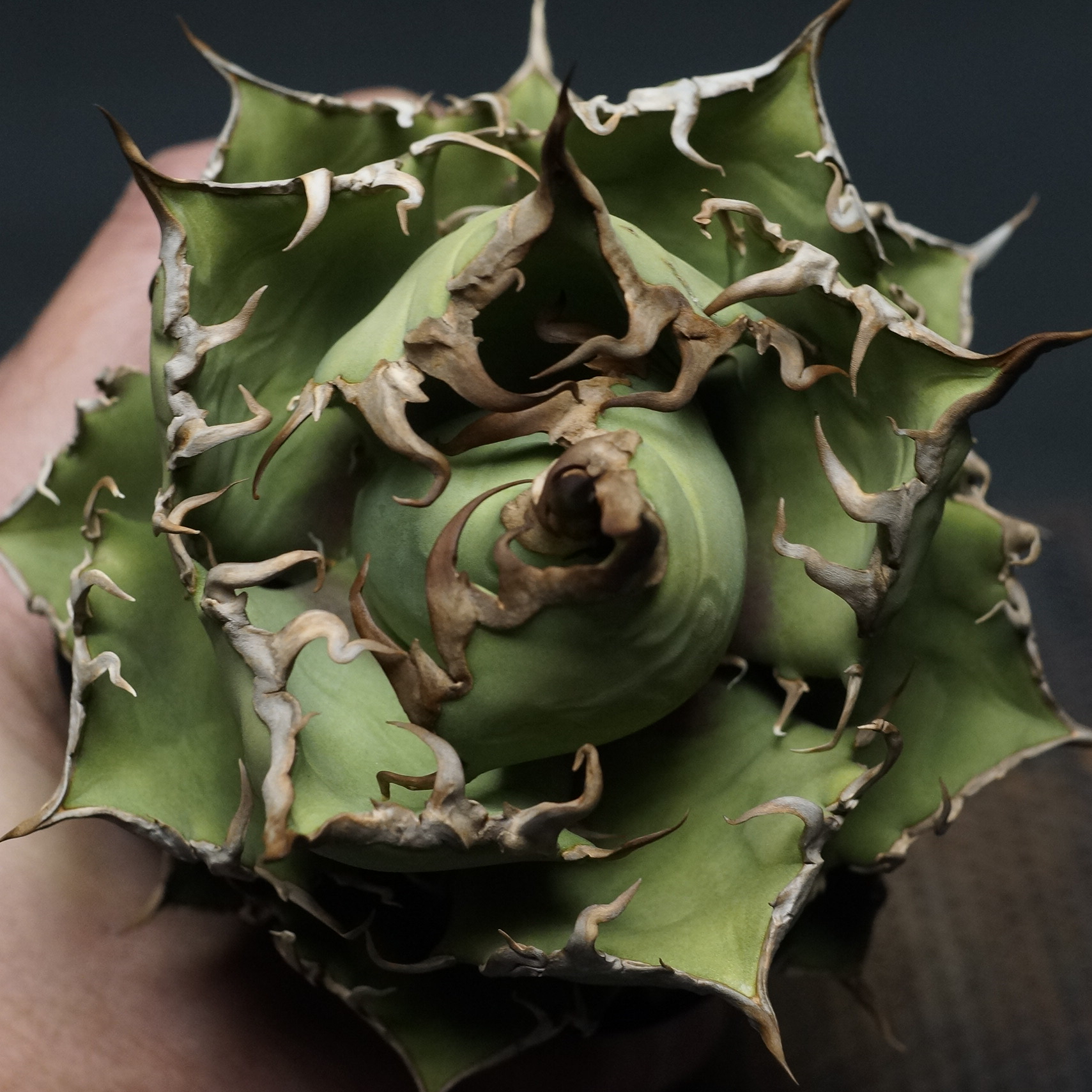 Agave titanota