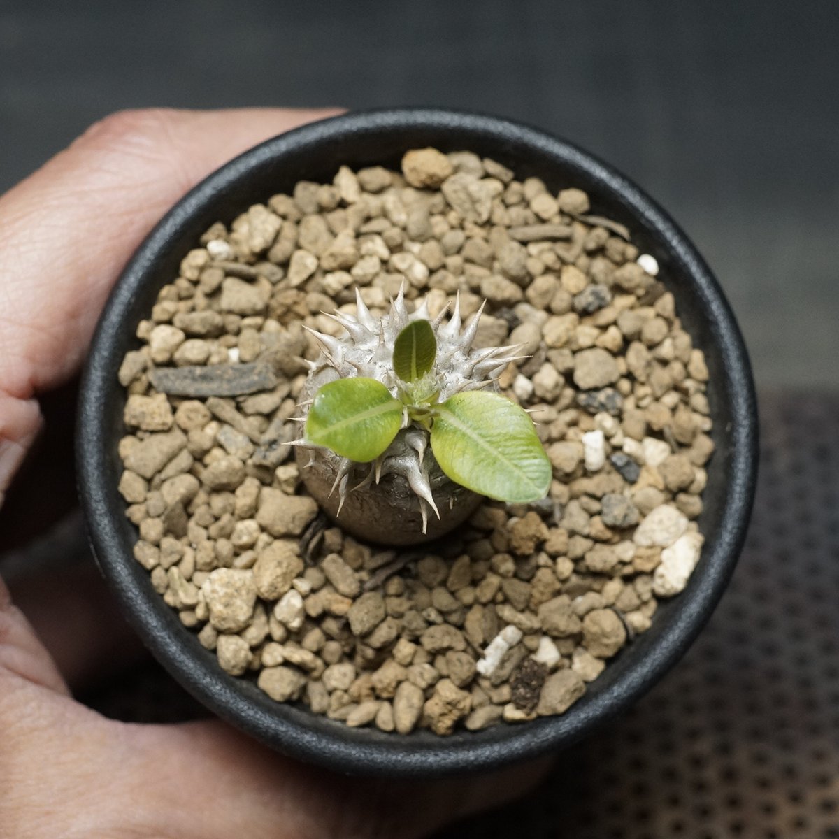 Pachypodium densiflorum