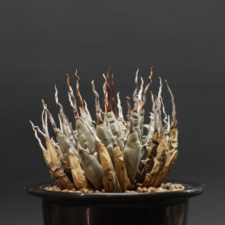"Agave utahensis var. eborispina" アガベ ユタエンシスエボリスピナ 管理2024