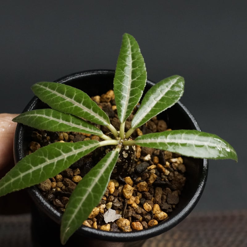 Dorstenia lancifolia