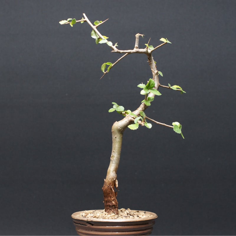 コミフォラ ワイティ 