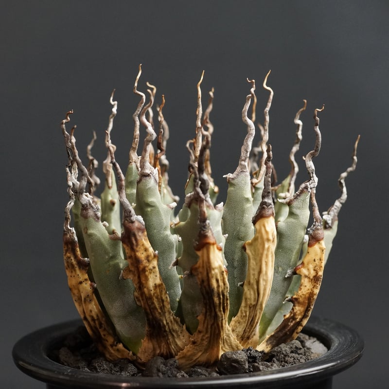 Agave utahensis var. eborispina