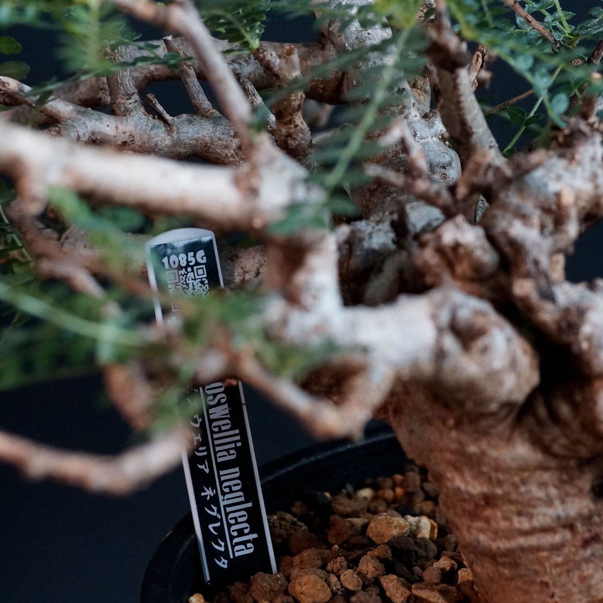 期間限定！鉢込みでこの価格！ボスウェリアネグレクタ現地球長期管理発根済