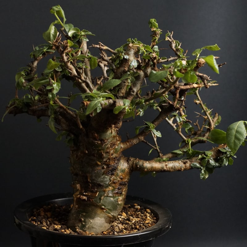 Commiphora incisa コミフォラ インシサ　灌木　コーデックス