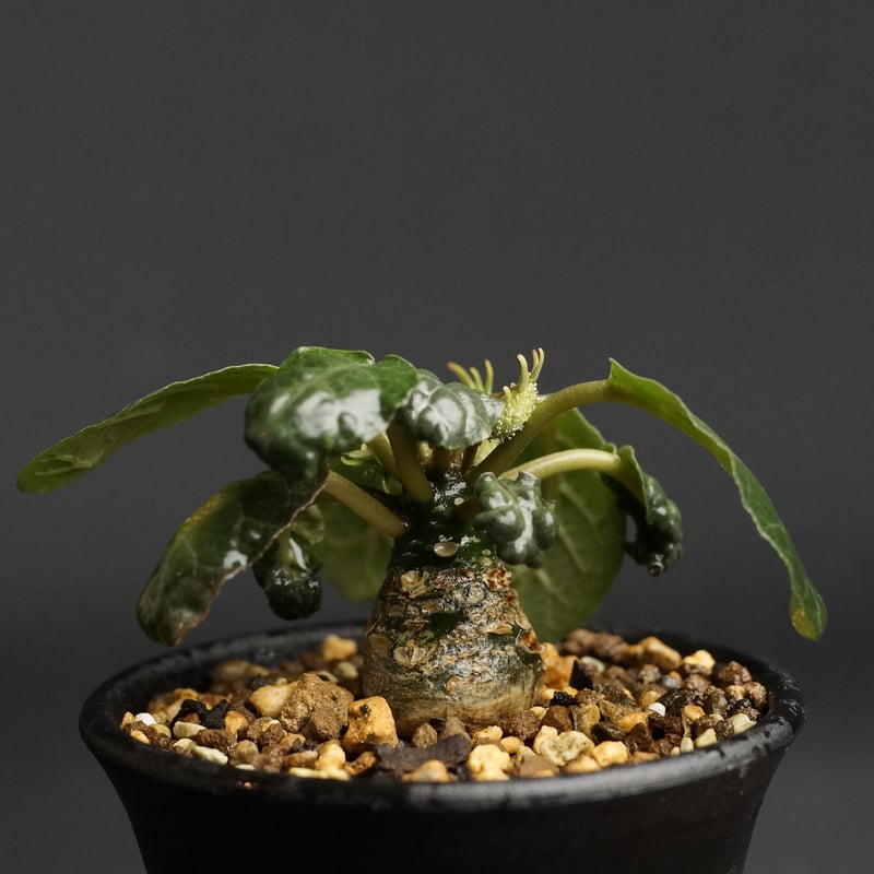 Dorstenia foetida