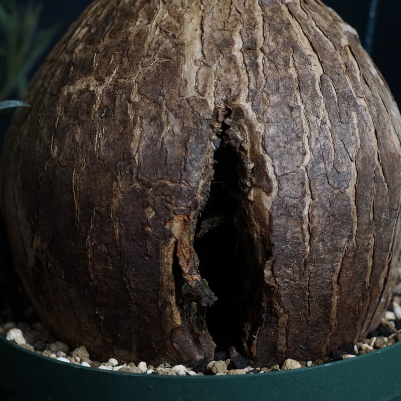 Euphorbia trichadenia