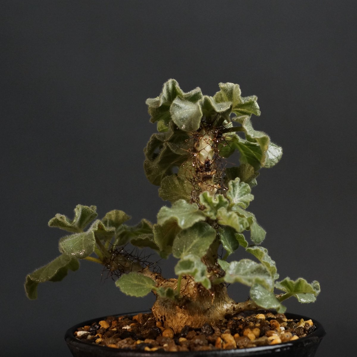 Jatropha marginata