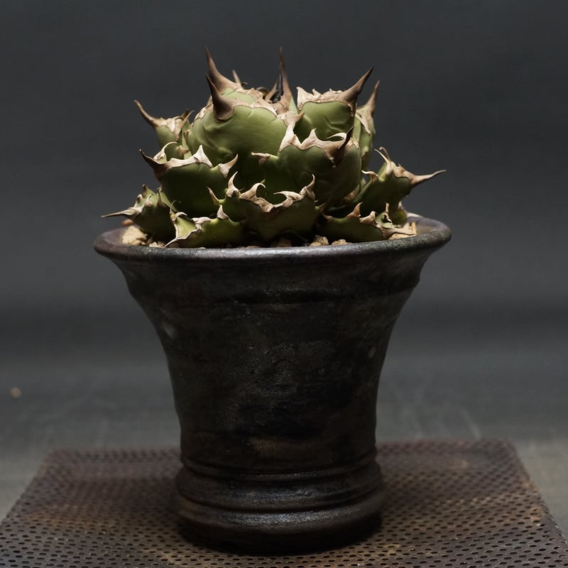 Agave titanota
