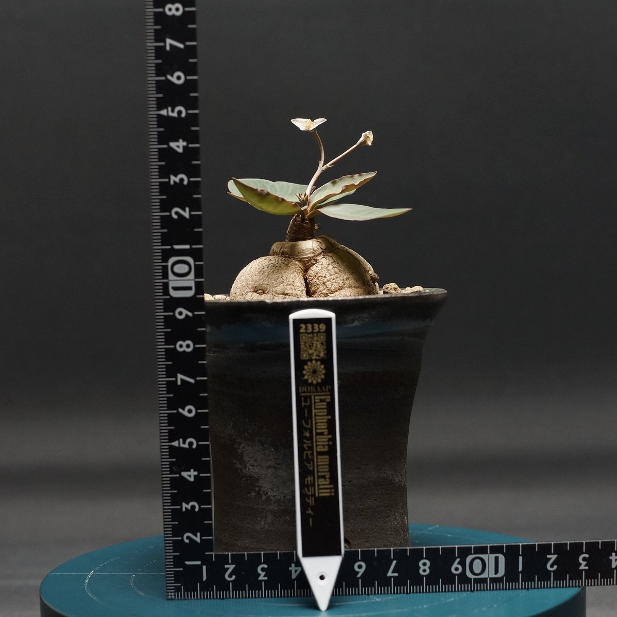 Euphorbia moratii