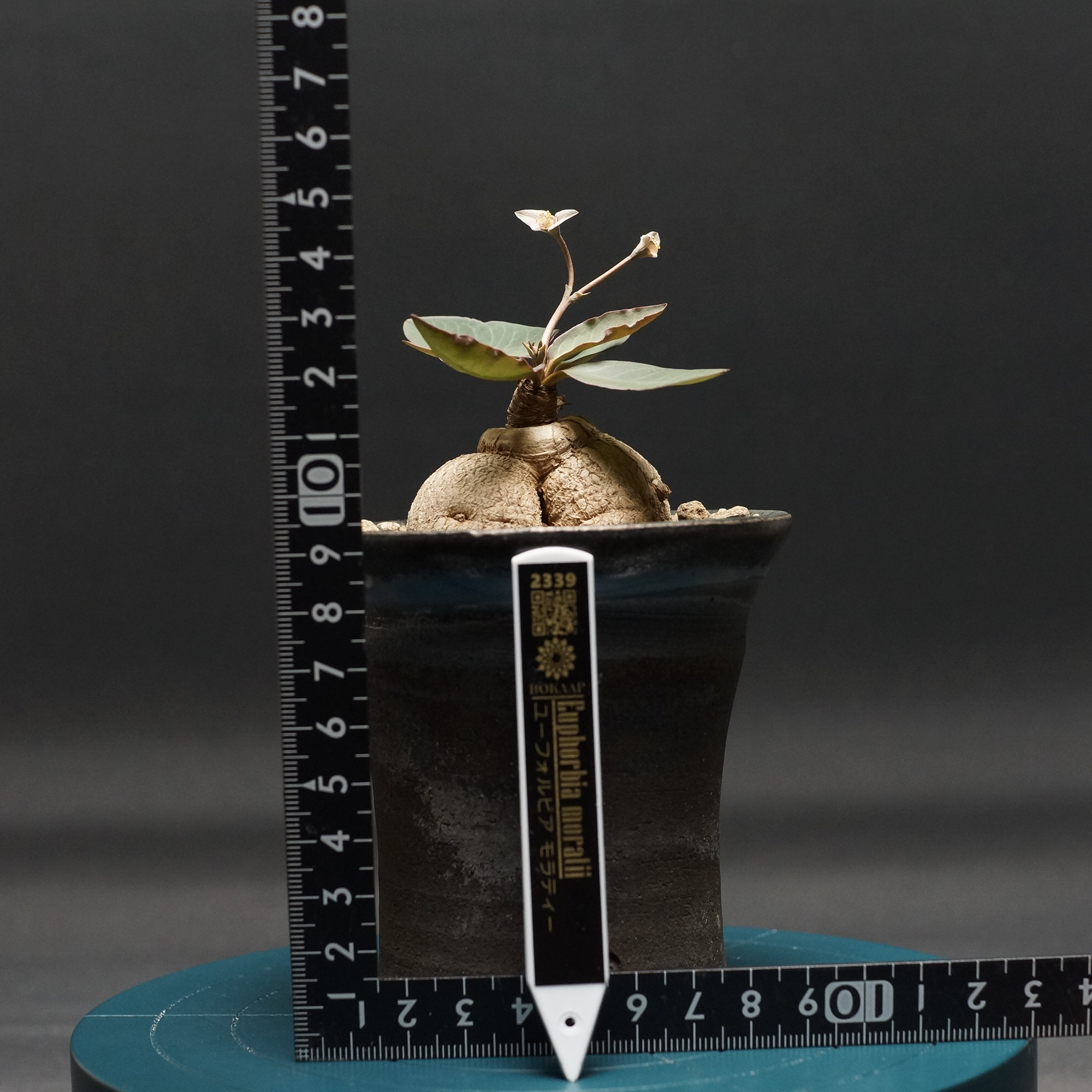 Euphorbia moratii
