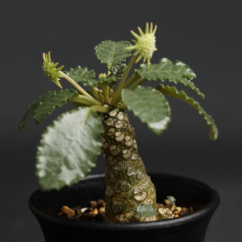 ドルステニア ラブラニー×ホルウッディ ハイブリッド 発根済み 大株 ドルステニア ラブラニー×ホルウッディ ハイブリッド 発根済み