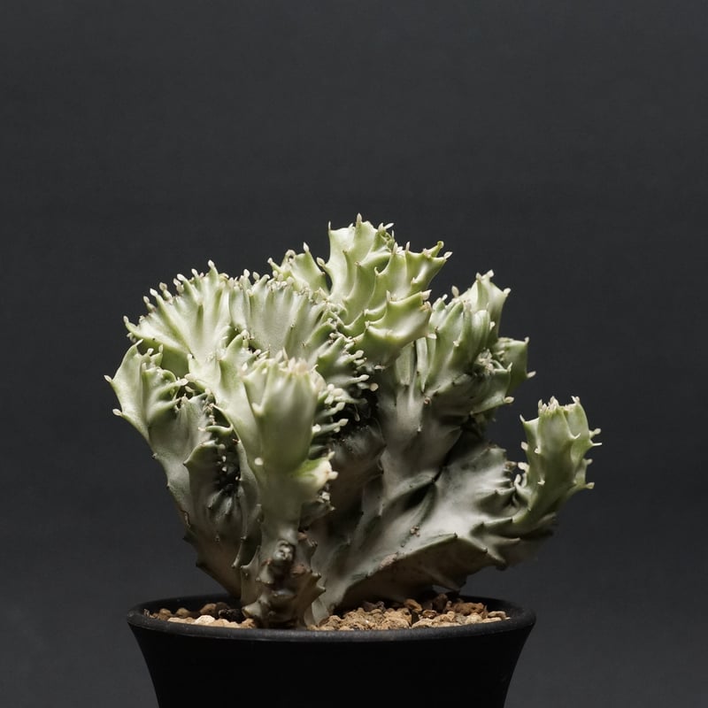 Euphorbia lactea