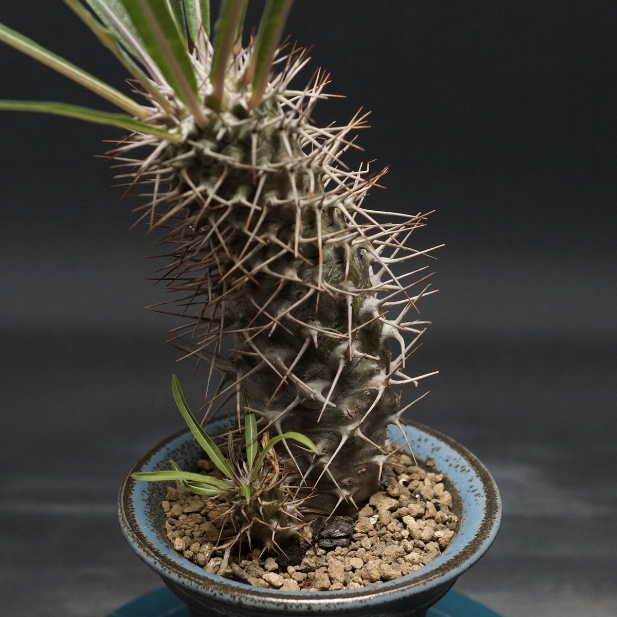 パキポディウム　ミケア　大株　現品 Pachypodium mikea