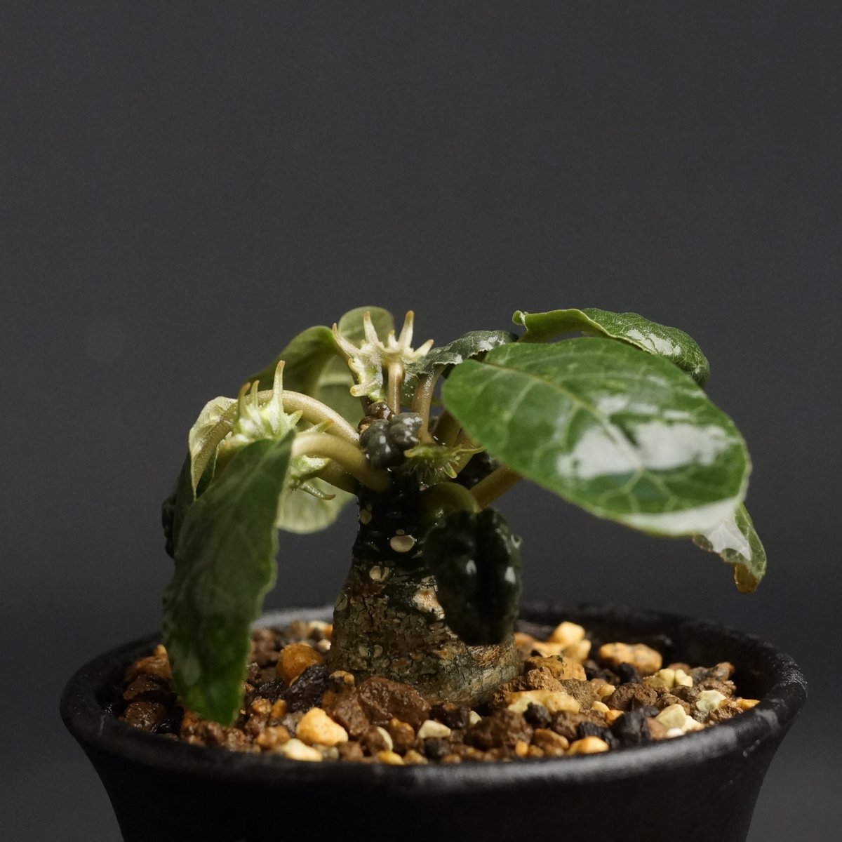 Dorstenia foetida