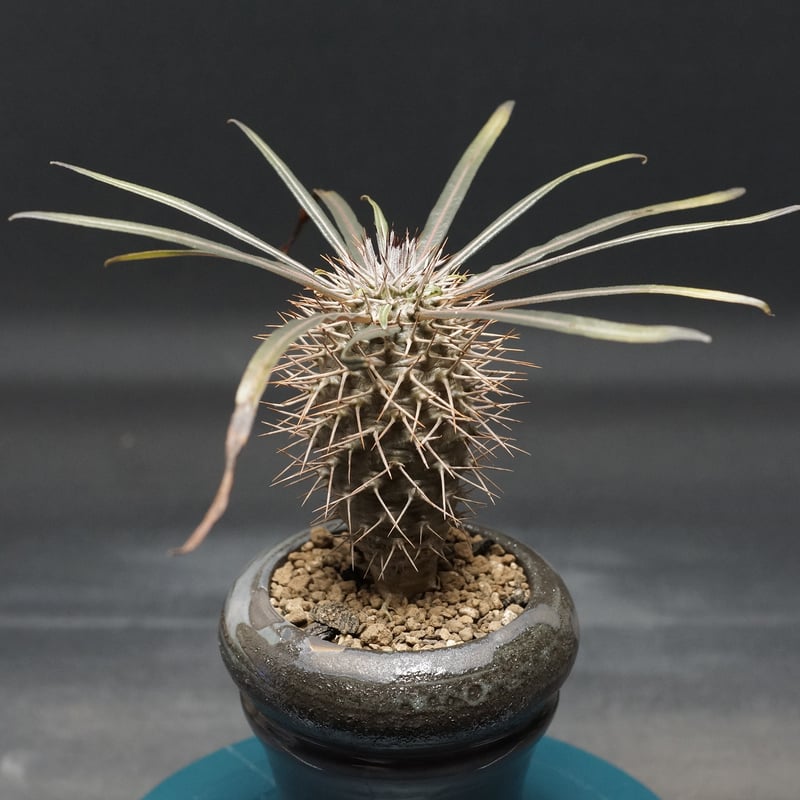 パキポディウム 不明種 Pachypodium Pachypodium geayi