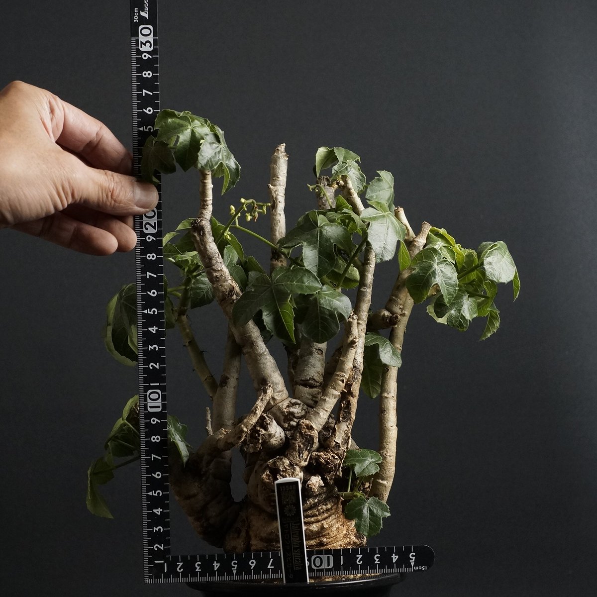 ヤトロファ スピカータ 塊根植物 観葉植物