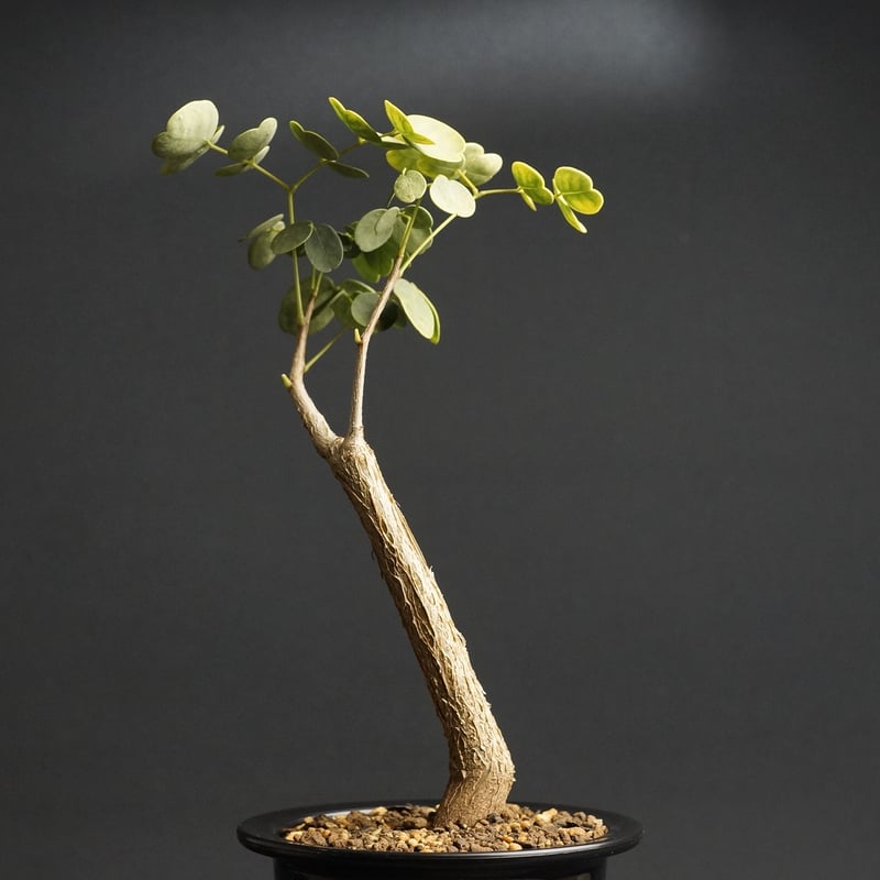 Delonix pumila