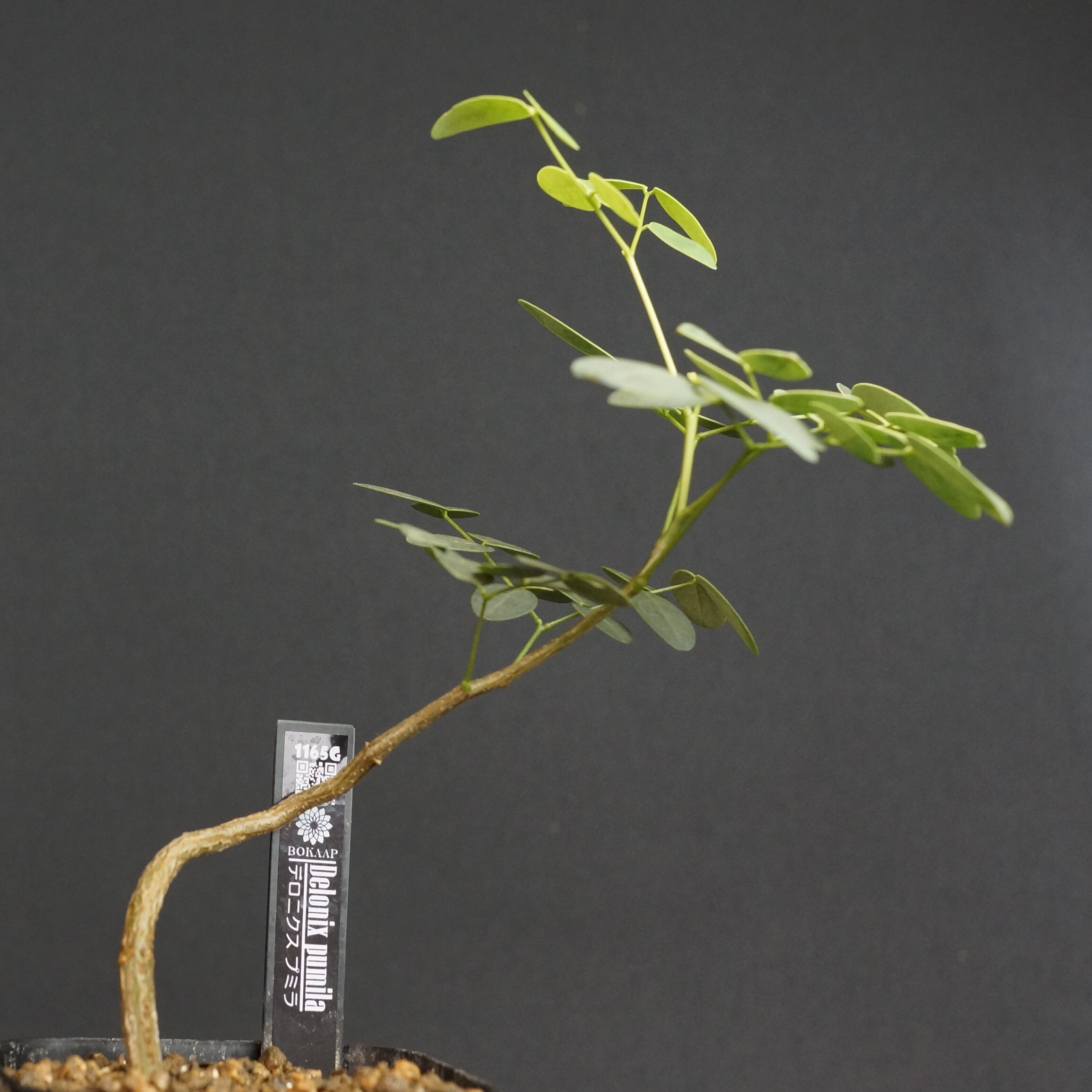 Delonix pumila