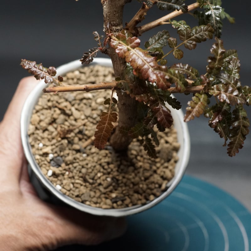 Boswellia nana hybrid Boswellia nana hybrid
