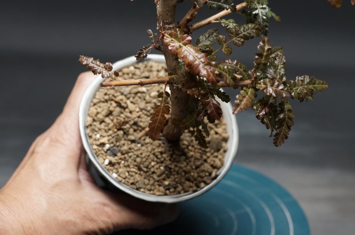 Boswellia nana hybrid