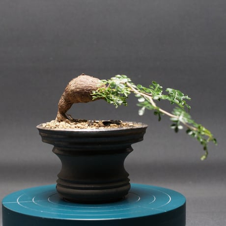 オペルクリカリア | STORES