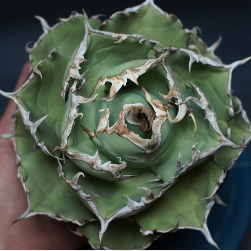 アガベ チタノタ 【コンパクタGG】 