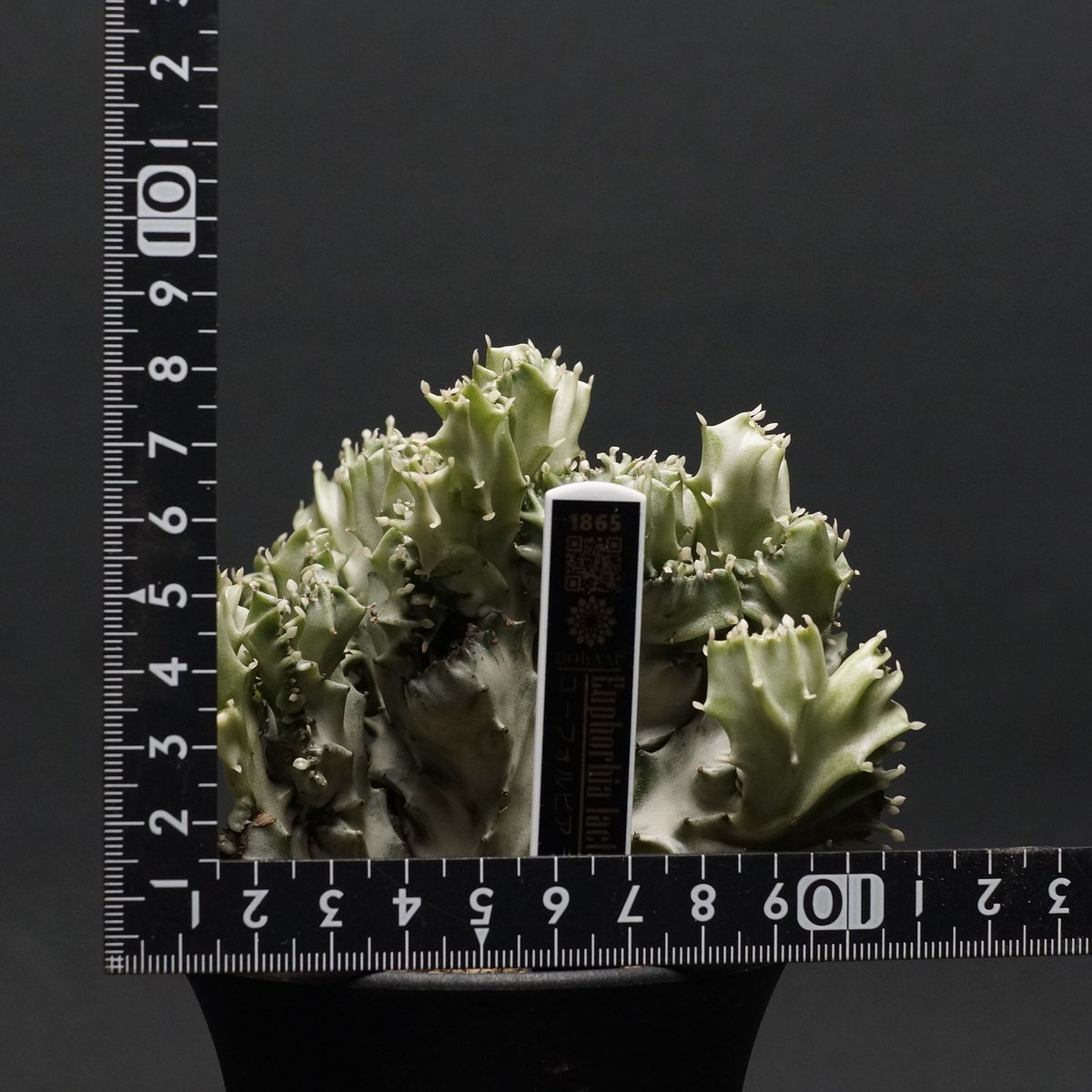 Euphorbia lactea