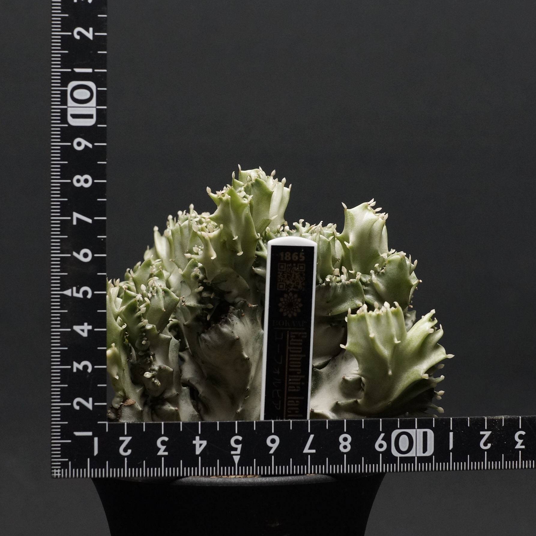 Euphorbia lactea