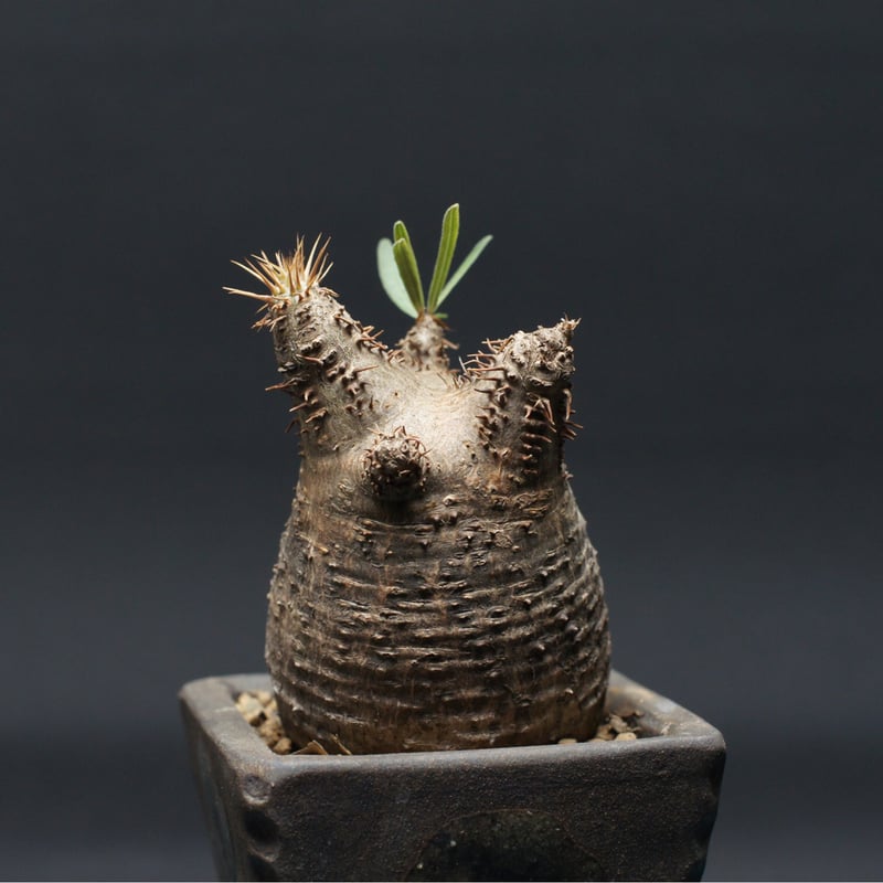 パキポディウム グラキリス Pachypodium gracilius ⑦ Pachypodium Gracilius パキポディウム グラキリス ワイルド傷有 |