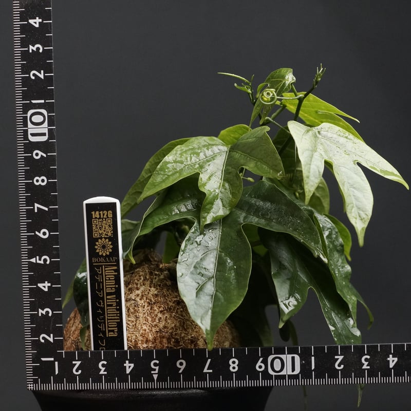 Adenia viridiflora