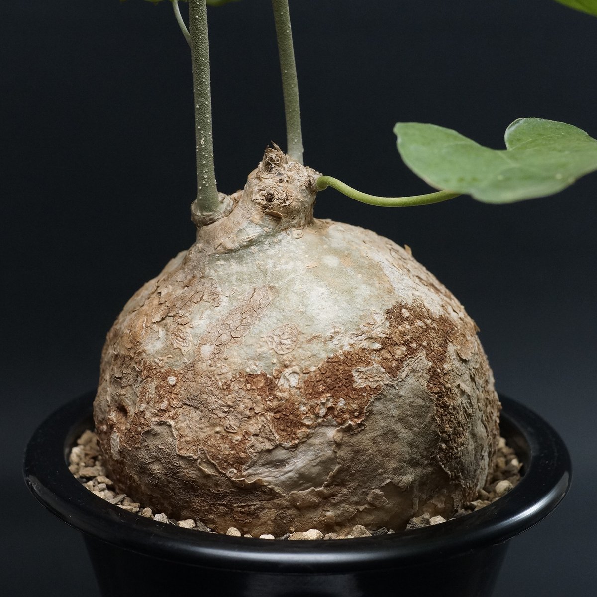 Pyrenacantha malvifolia Pyrenacantha malvifolia