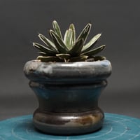 M*4様 アガベ サルミアナ　‘リップルエフェクト’ B*G様 アガベ サルミアナ 'リップルエフェクト' アガベ リップル