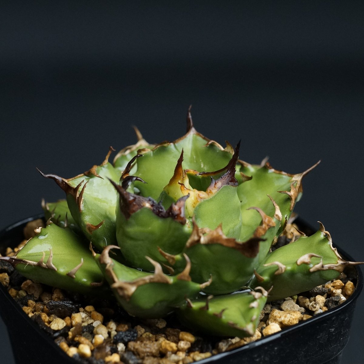 agave titanota agave titanota