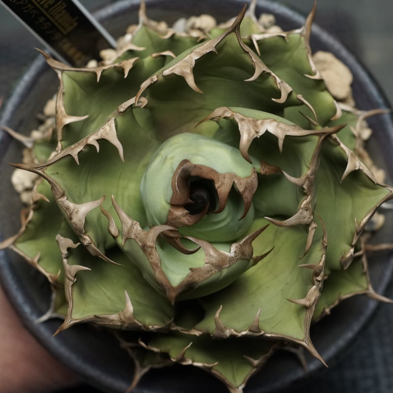 AGAVE titanota 姫厳竜 アガベ・チタノタ 姫厳竜（ボールタイプ）大-092｜agave