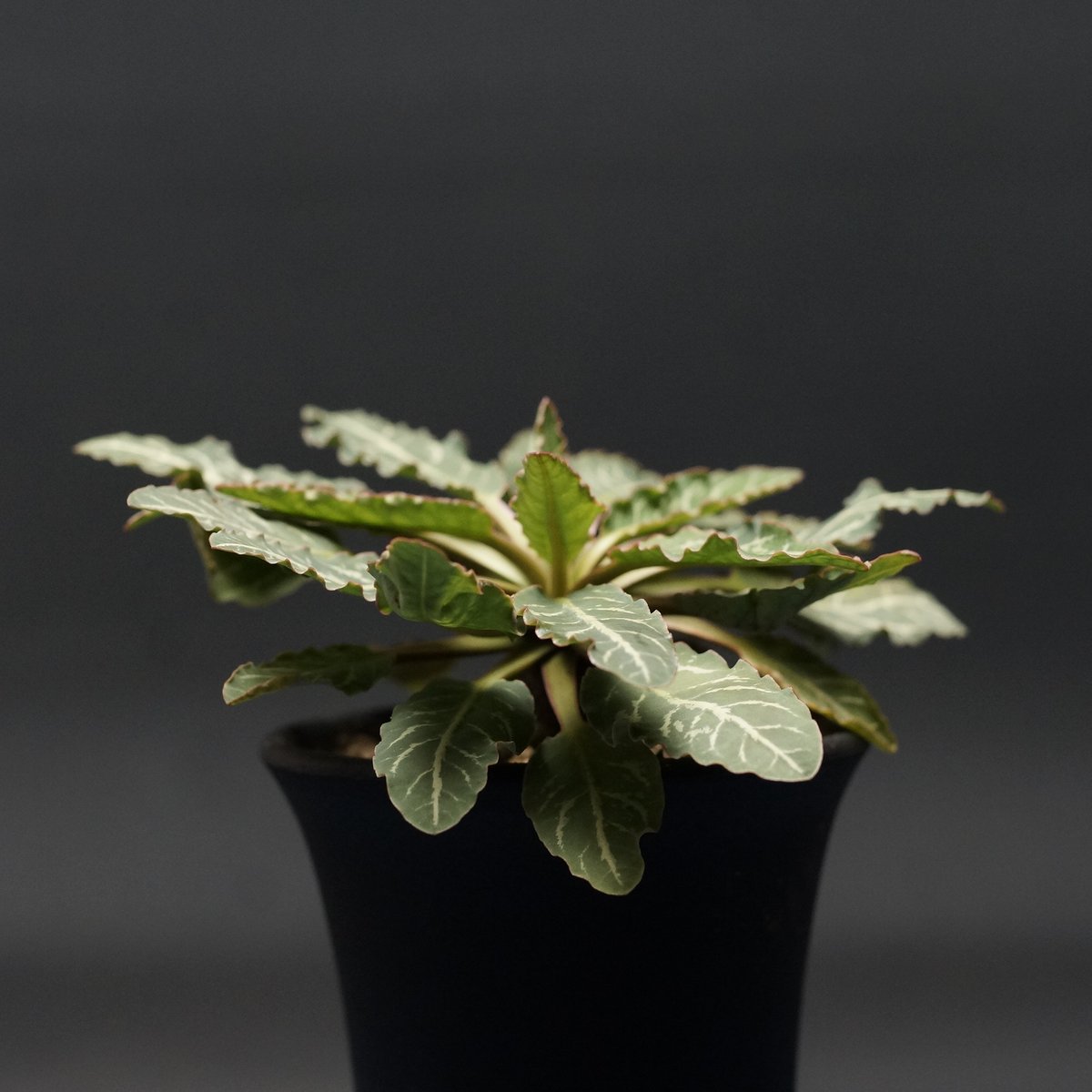 Euphorbia fish bone