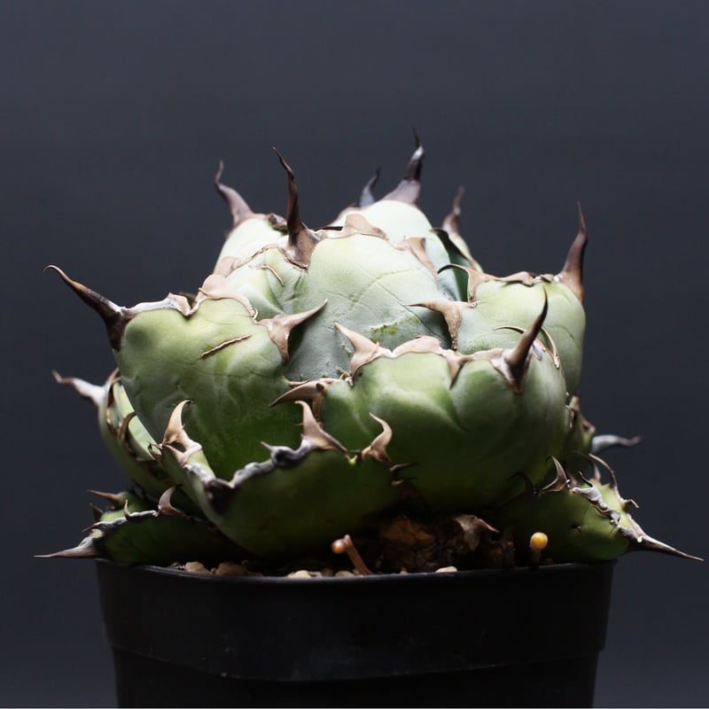 アガベ チタノタ【ブラック＆ブルー】 