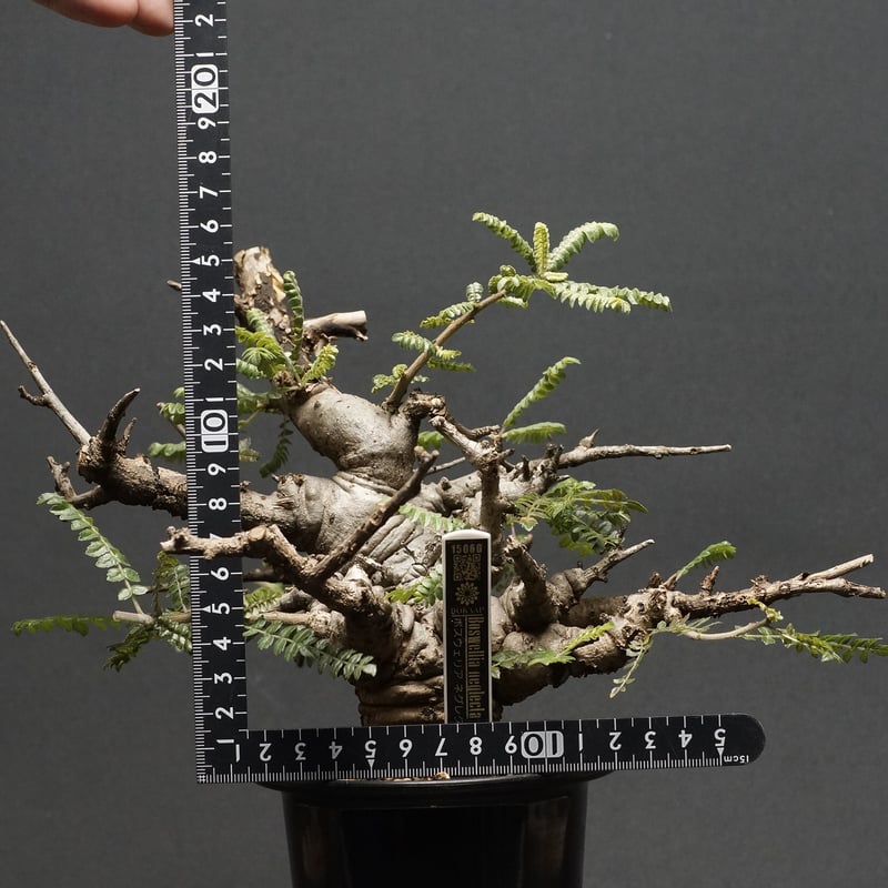Boswellia neglecta