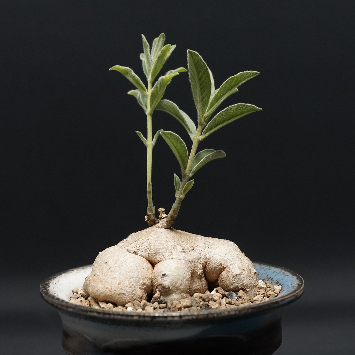 Raphionacme galpinii