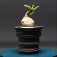 Euphorbia subapoda